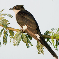 By Koshy Koshy from Faridabad, Haryana, India (Pied CuckooUploaded by snowmanradio) [CC-BY-2.0 (http://creativecommons.org/licenses/by/2.0)], via Wikimedia Commons