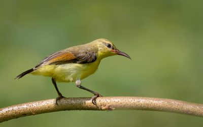 Half a million bird records from India