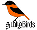 Tamilbirds