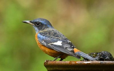 Yearlong eBirding challenges for 2016
