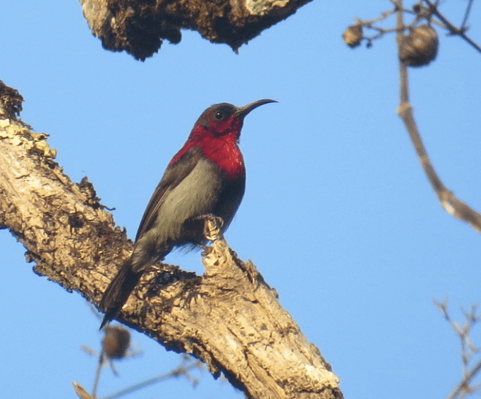 Vigors's Sunbird - male © Syed Muzamil