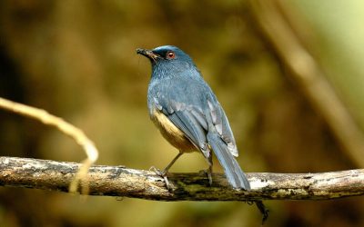 Endemic Bird Day 2016 Results