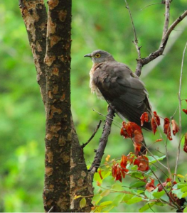 Common Hawk-cuckoo © Albin Jacob; from this checklist that also features the 4 other Cuckoo species.