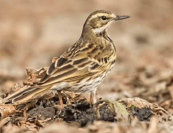 Is that a Pipit or a Lark? - Bird Count India