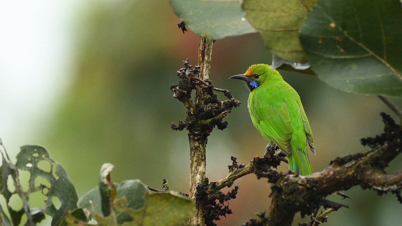 Leafbirds – Golden-fronted, Jerdon’s and others