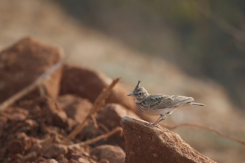 Crested Lark © Ting-Wei Hung
