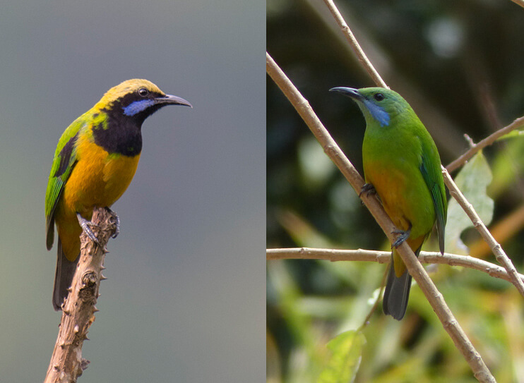 Note blue on wings, large face mask and orange belly on male (Left) and the blue moustache on the female (Right). The beak is large and long. --- Orange-bellied Leafbird male (R) © Amatya Sharma (checklist), Orange-bellied Leafbird female (L) © Ashwin Viswanathan (checklist) 