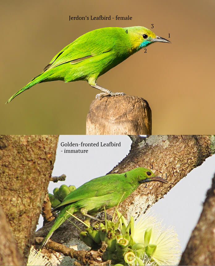 leafbird_golden-fronted_jerdon's_comparison_2