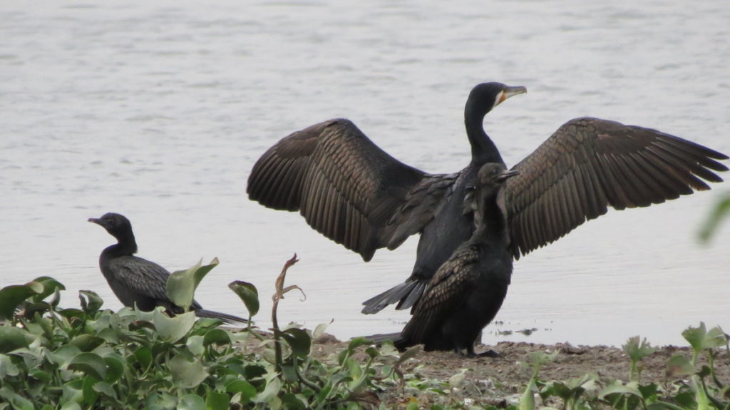 From L to R: Little Cormorant, Great Cormorant (with wings open), Indian Cormorant. Little Cormorant is the smallest of the three cormorants while Great Cormorant is the largest. © Albin Jacob (See in checklist