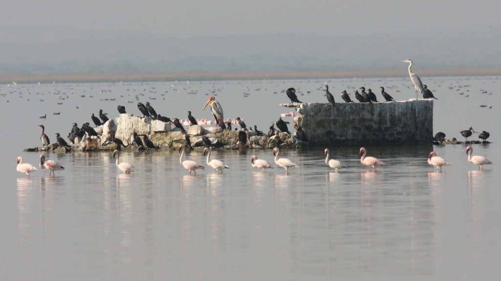 Cormorants in a large lake amongst other wetland species
