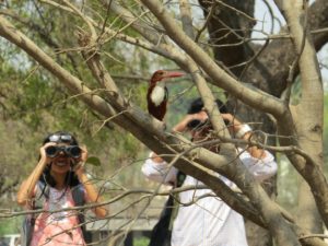 Watching a White-throated Kingfisher © Avishkar Munje