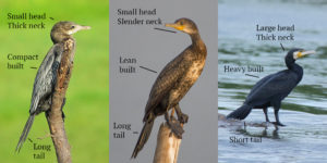 cormorant cormorants clarified shreyan immature harshith jv birdcount