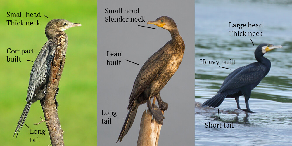 (From L to R) Little Cormorant © Shreyan M L, Indian Cormorant © Hari Kumar, Great Cormorant © Harshith JV