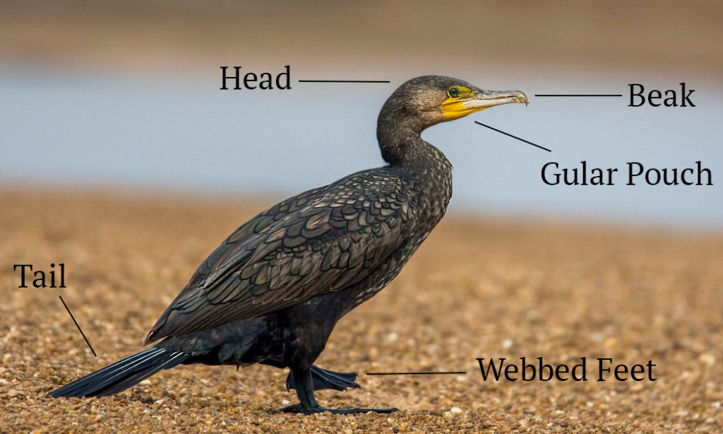 A Great Cormorant © Pramod Dhal ( See in checklist