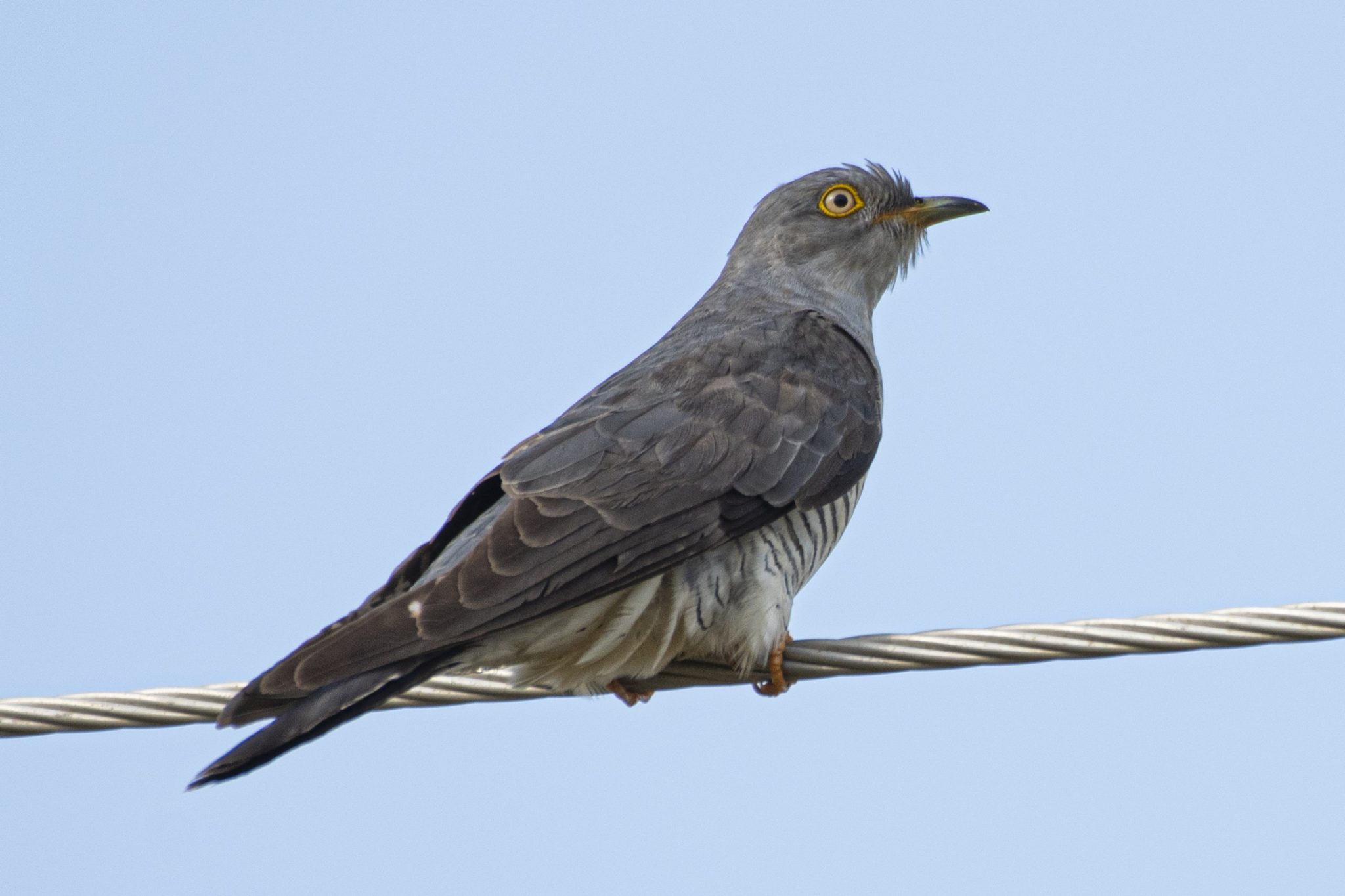 common-cuckoo-bird-count-india