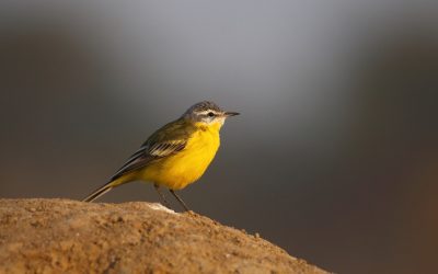 One million bird records from Kerala