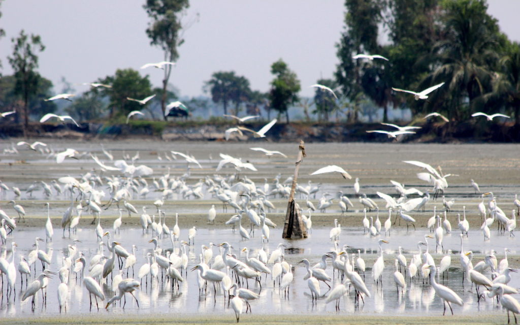 A large flock of egrets © Sourav Maiti (view in checklist)