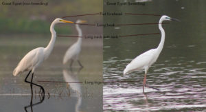 What's that White Egret sp? - Bird Count India