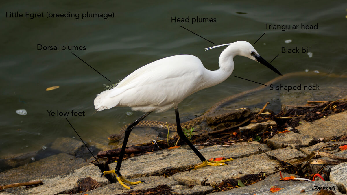 Compare size of Great Egret (right) and Snowy Egret (left Stock