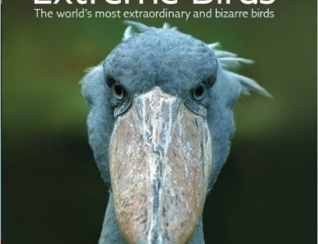 Extreme Birds
