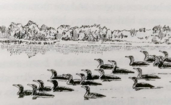 Great Cormorants