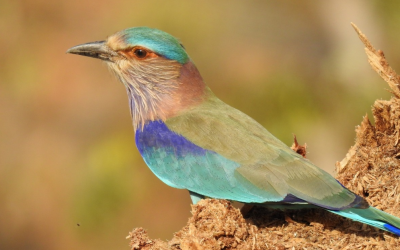 Bird Monitoring and eBird Workshop in Bikaner