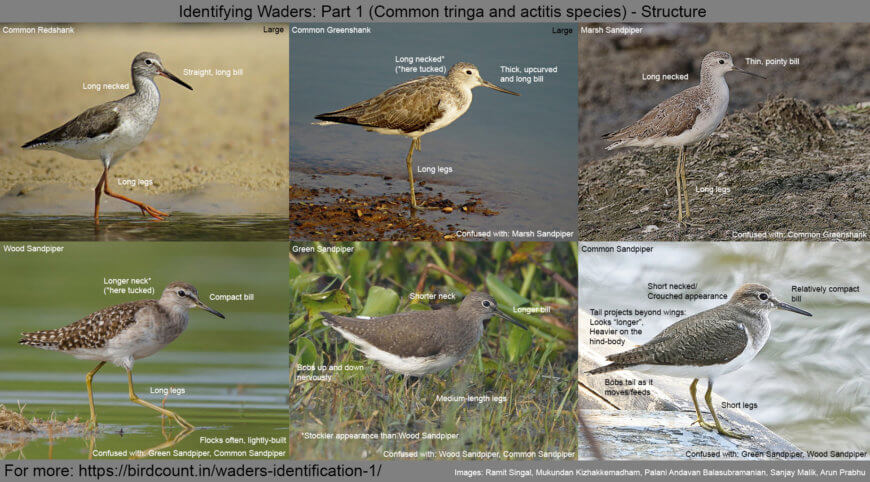 Identifying Waders Part 1 Bird Count India