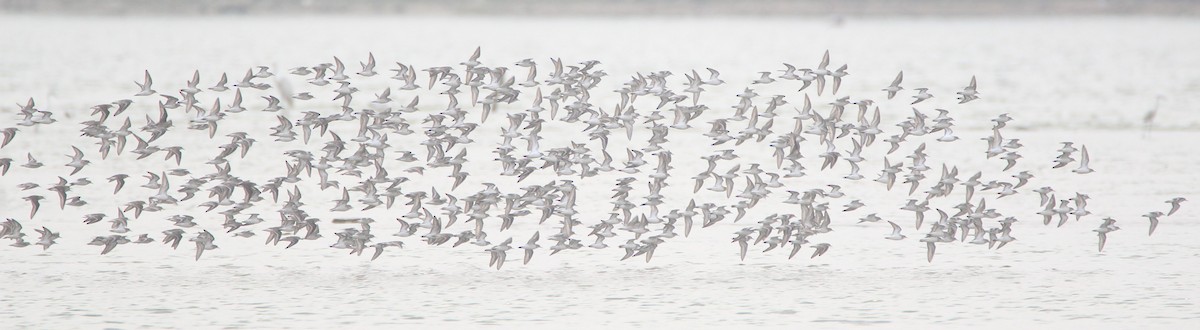 Identifying Waders: Part 2