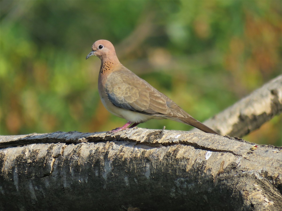 Getting Started 4: Know the common birds - Bird Count India