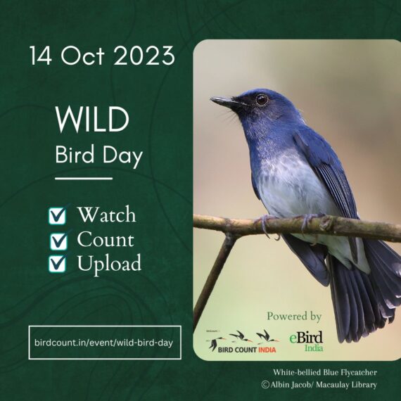 Wild Bird Day 2023 Social Media Poster