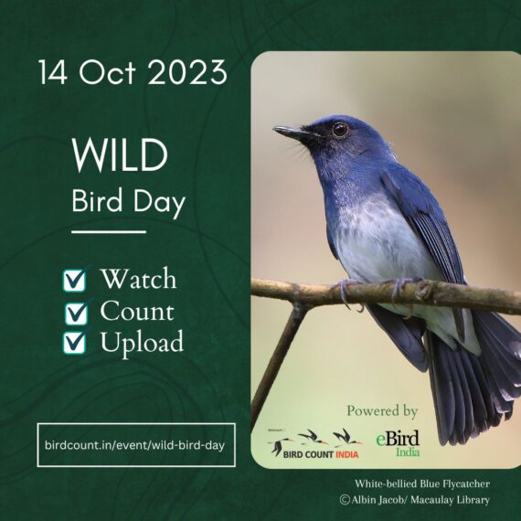 An Uplifting October Big Day 2023 eBird