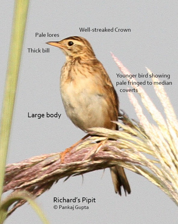 Identifying Pipits: Blyth's and Richard's Pipits - Bird Count India