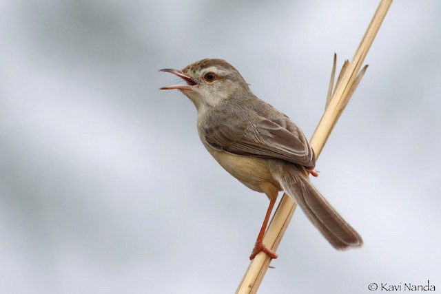 Getting Started 6: Learning Bird Sounds - Bird Count India