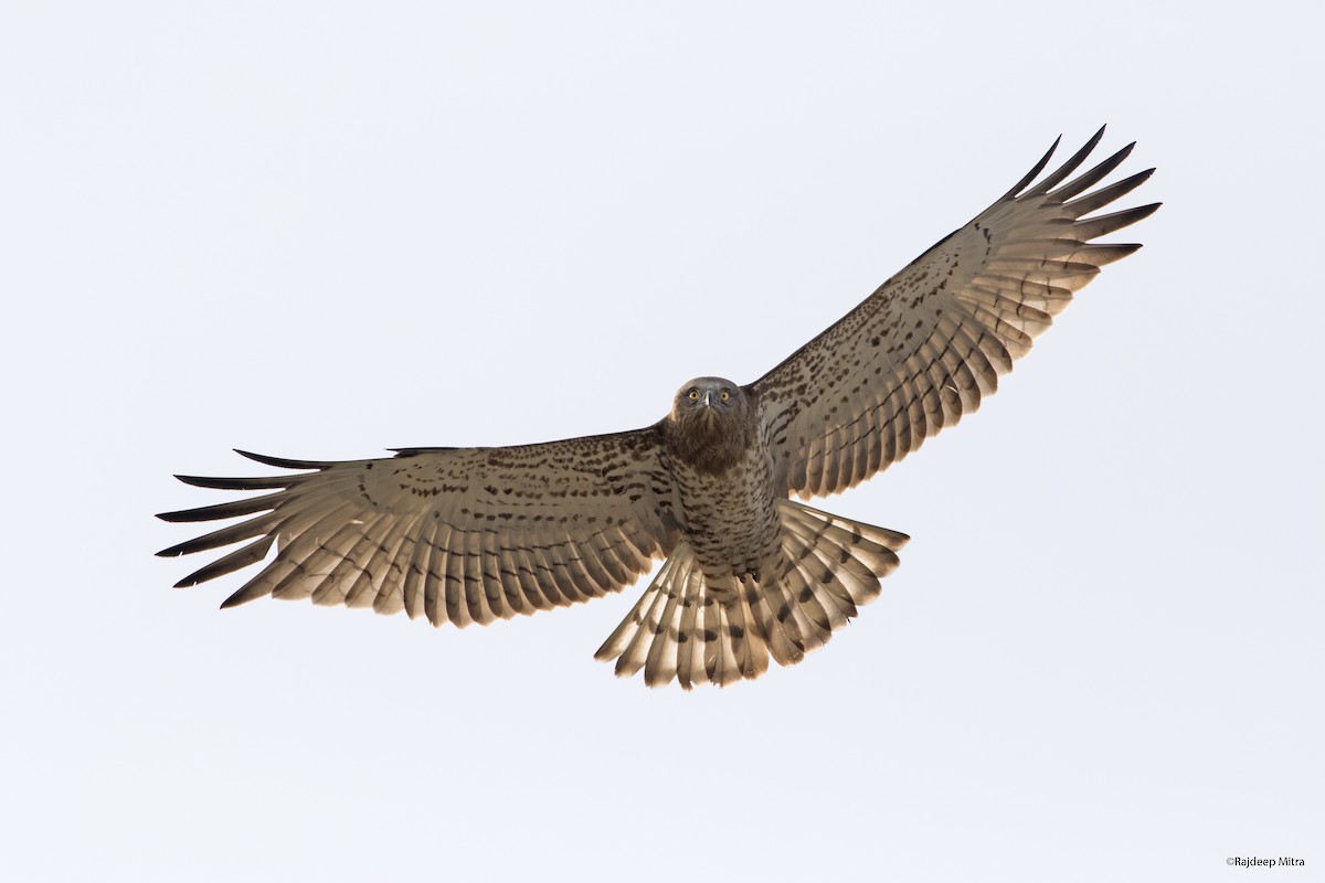 Short-toed Snake-Eagle photo by Rajdeep Mitra