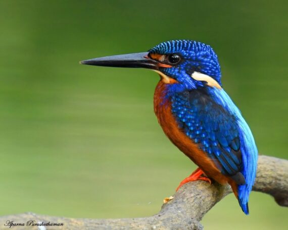 Blue-eared Kingfisher by Aparna Purushothaman