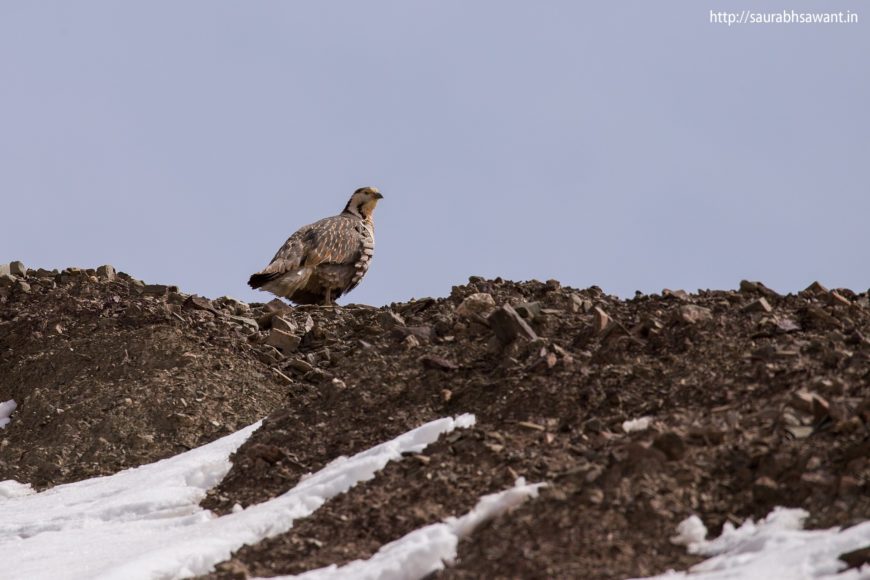 Himalayan Snowcock by Saurabh Sawanth