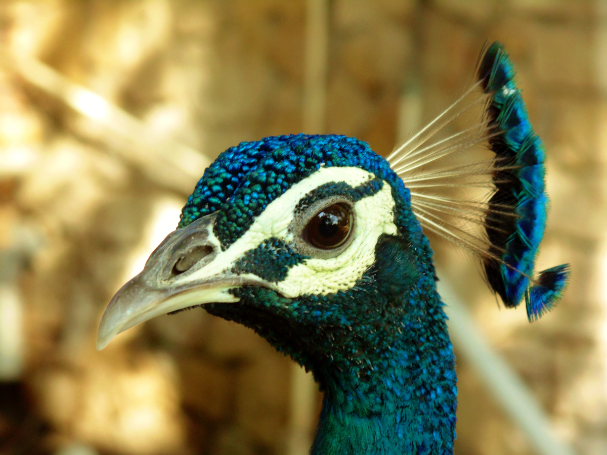 Who let the birds out? | The expanding range of Indian Peafowl in Kerala