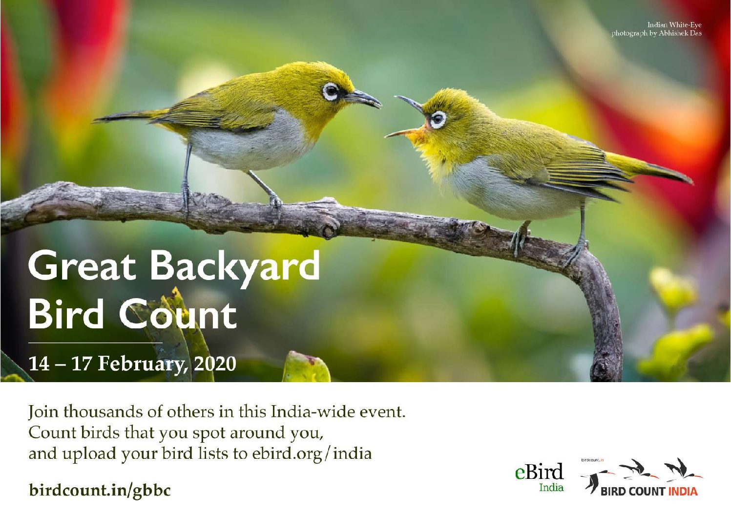 Great Backyard Bird Count 2020 Bird Count India