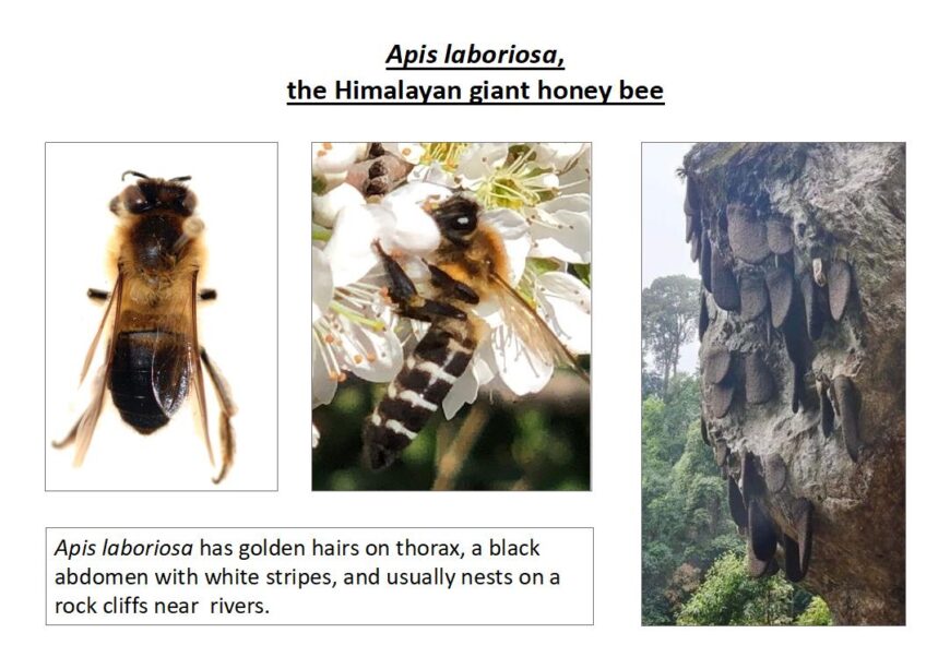 Collage Image that includes photographs of the Himalayan Giant Honey Bee and kind of bee hives they construct under rock ledges