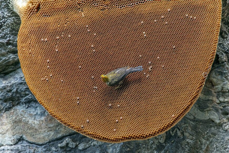 Yellow-rumped Honeyguide Indicator xanthonotus photograph by Su Li uploaded to eBird and Macaulay Library