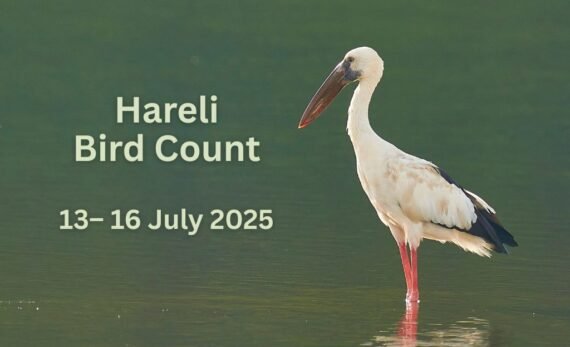 Asian Openbill standing in shallow water with event text "Hareli Bird Count, 13–16 July 2025" beside it.