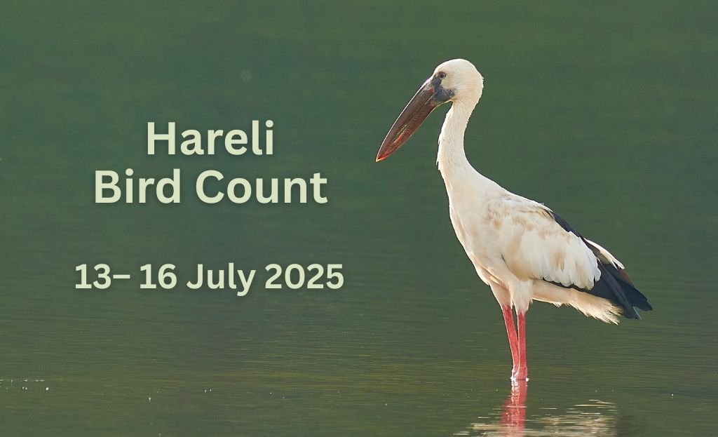Asian Openbill standing in shallow water with event text "Hareli Bird Count, 13–16 July 2025" beside it.