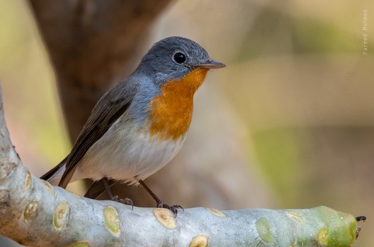 Identifying Flycatchers: Red-breasted, Taiga and Kashmir Flycatcher