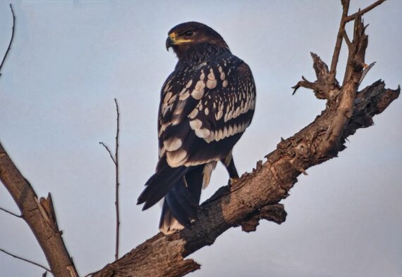 Greater Spotted Eagle by Tejas Mehendale and Macaulay Library