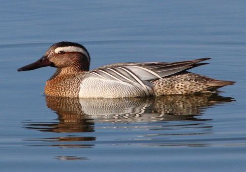 Migration Maps Archives - Bird Count India