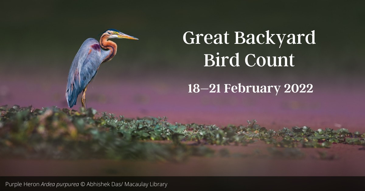 Great Backyard Bird Count 2022 Bird Count India