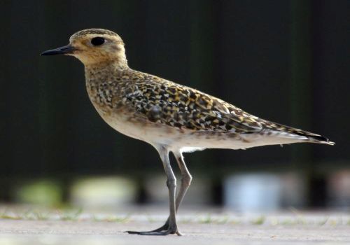 Pacific Golden-Plover