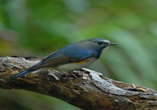 Red-flanked Bluetail (Tarsiger cyanurus) - BirdID's Bird Guide