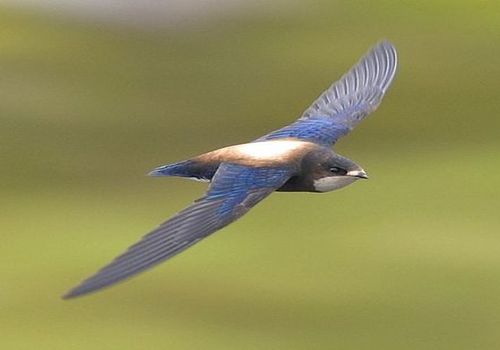 White-throated Needletail