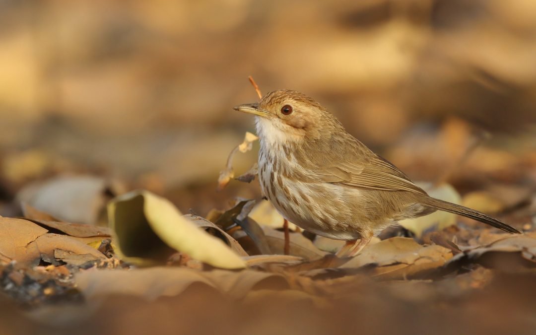 How to practice bird identification with digital tools
